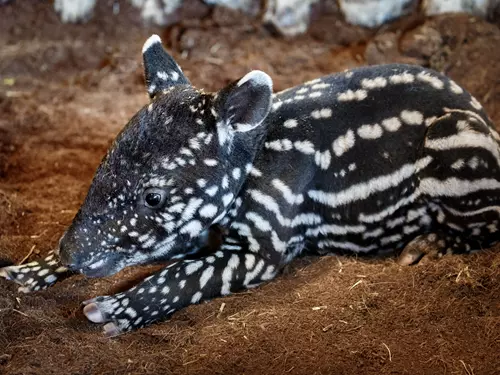 Zoo Praha se raduje ze vzácných mláďat – tapíra čabrakového a hřebečka koně Převalského