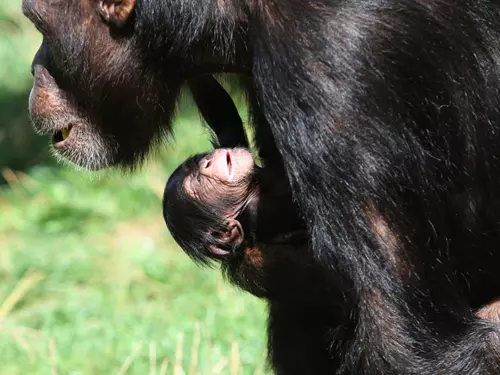 Zoo Ostrava se raduje z malého šimpanze, lze jej spatřit ve venkovním výběhu