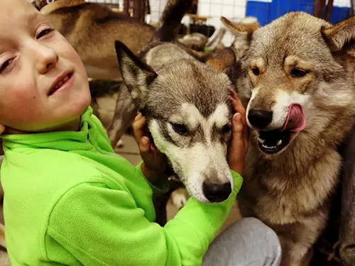 Husky škola – jízda se psím spřežením v Jizerkách