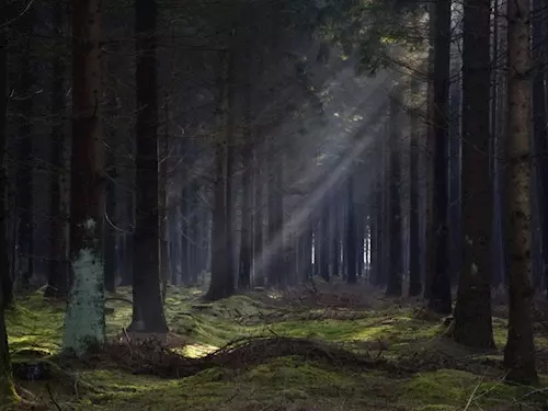 Tajemná místa ČR, Kudy z nudy, Paranormální jevy v tajemném lese Bor