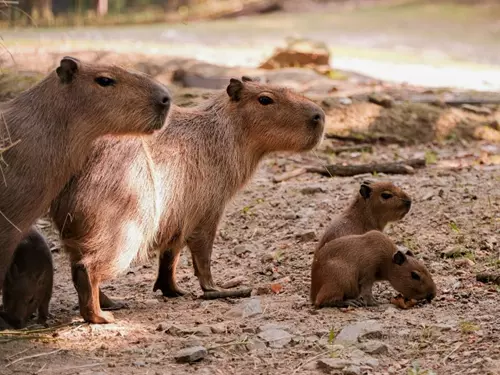 Vítání do smečky v Zoo Brno