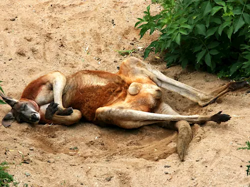 Poznejte zoo z netradicního pohledu a zažijte neco víc než jen pozorování zvírat!