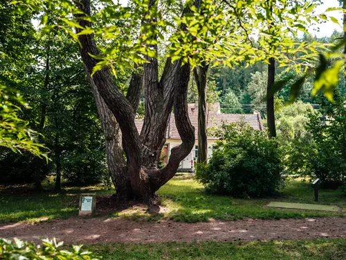 Opatovická borovice ve Velkých Opatovicích – Strom roku 2014