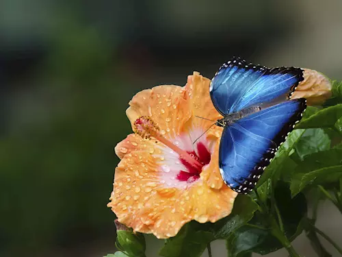 Motýlí dům – tropický skleník nedaleko Františkových Lázní