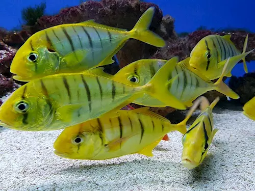 Pražské obří akvárium Mořský svět lze navštívit i v noci