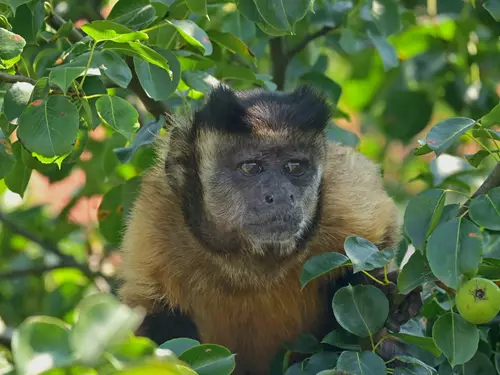 Táborská zoo chystá na sobotu narozeniny ve znamení dvojek