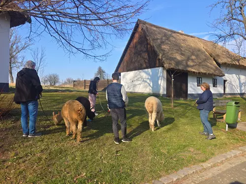 Lamatreking – alpakatrekking v Rymicích