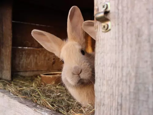 Celopražská výstava drobného zvířectva