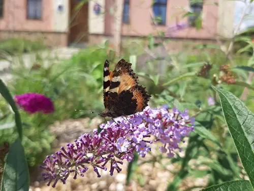 Motýlí zahrada v Hodslavicích