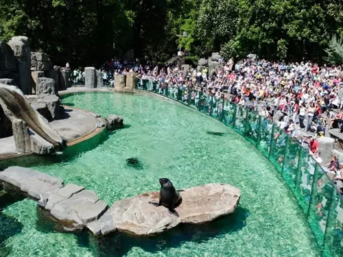 Lachtani, gorily, sloni nebo vlci: užijte si komentovaná krmení v Zoo Praha