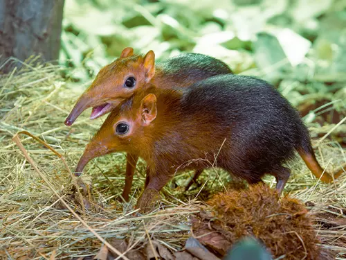 Zoo Praha zve na Mezinárodní den zvířat a nová komentovaná krmení