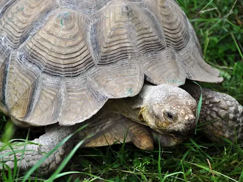 Želvy obrovské v Zoo Plzeň – největší skupina želv obrovských