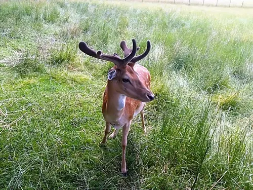 Dančí obora Dobšice