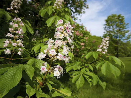 Nejstarší písemné zprávy o zveri na lomnickém panství jsou z roku 1721