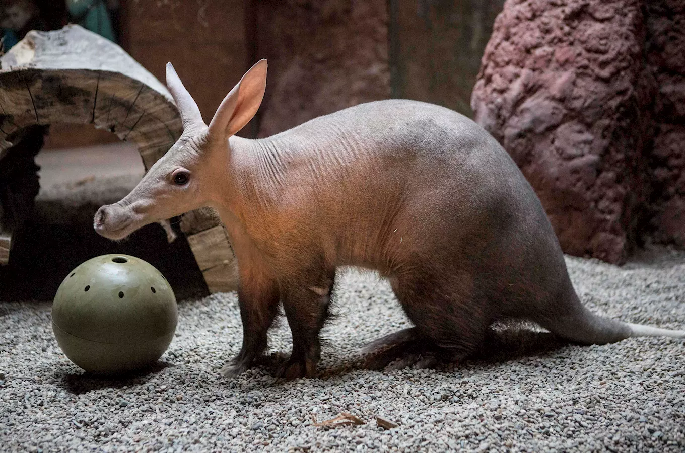 Narozeniny u hrabáčů a víkendový program v Zoo Praha