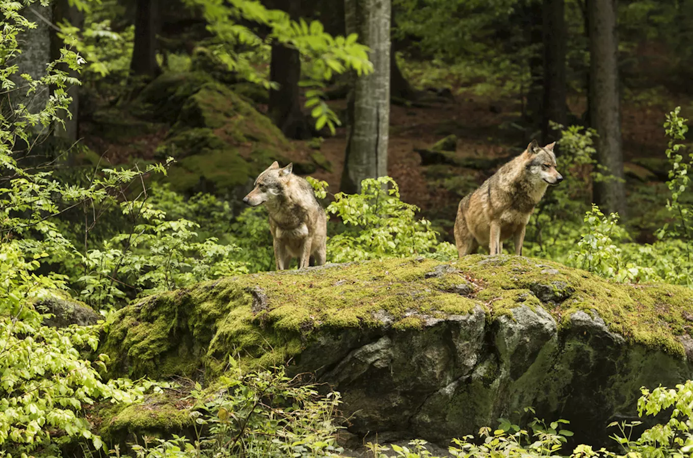 Návštěvnické centrum Srní – výběh s vlky