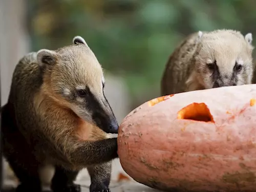 Prodloužený víkend bude v Zoo Praha ve znamení dýní a státních znaku