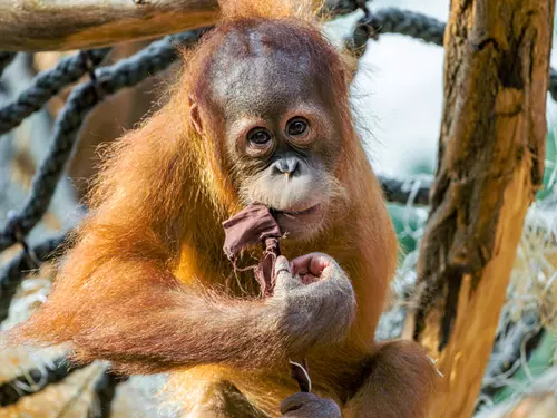 Narozeniny orangutana Kawiho v Zoo Praha