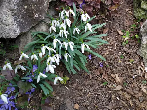 Zdroj foto: FB Botanická zahrada PřF MU Brno