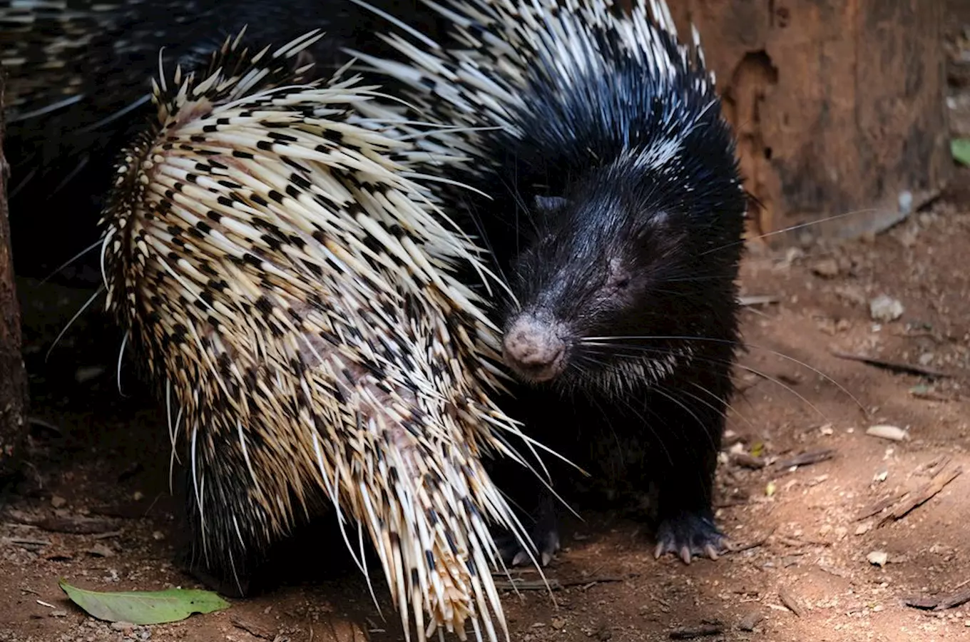 Zoo Děčín na pátek připravila srpnovou večerní prohlídku