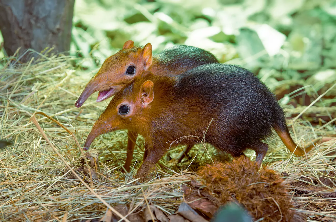 Zoo Praha zve na Mezinárodní den zvířat a nová komentovaná krmení