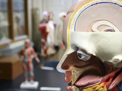 Poodhalte tajmství lidského tela na výstave Mendelova muzea