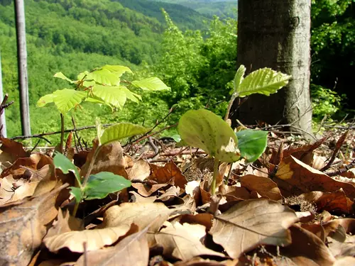 Den za obnovu lesa 2023 – Vysočina