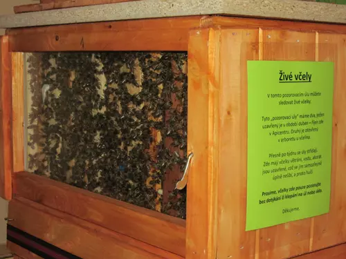 Živé včely v expozici (duben - říjen)