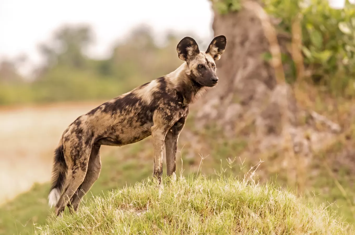 Ve Dvoře Králové se poběží Safari běh na záchranu psů hyenových 