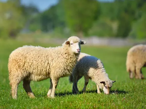 Eko farma, Kudy z nudy, dovolená na venkově