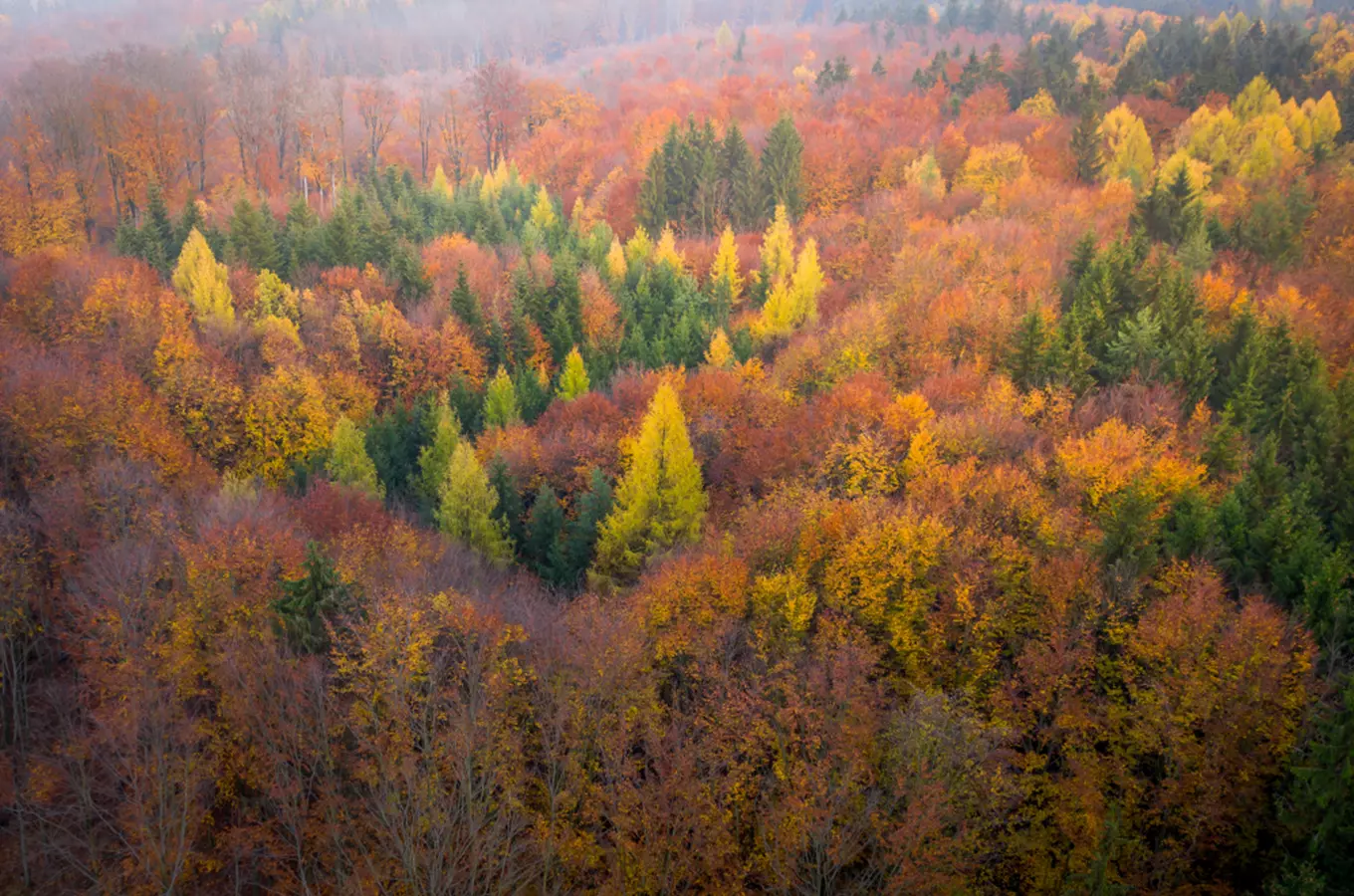 20 tipů na podzimní procházku v lese