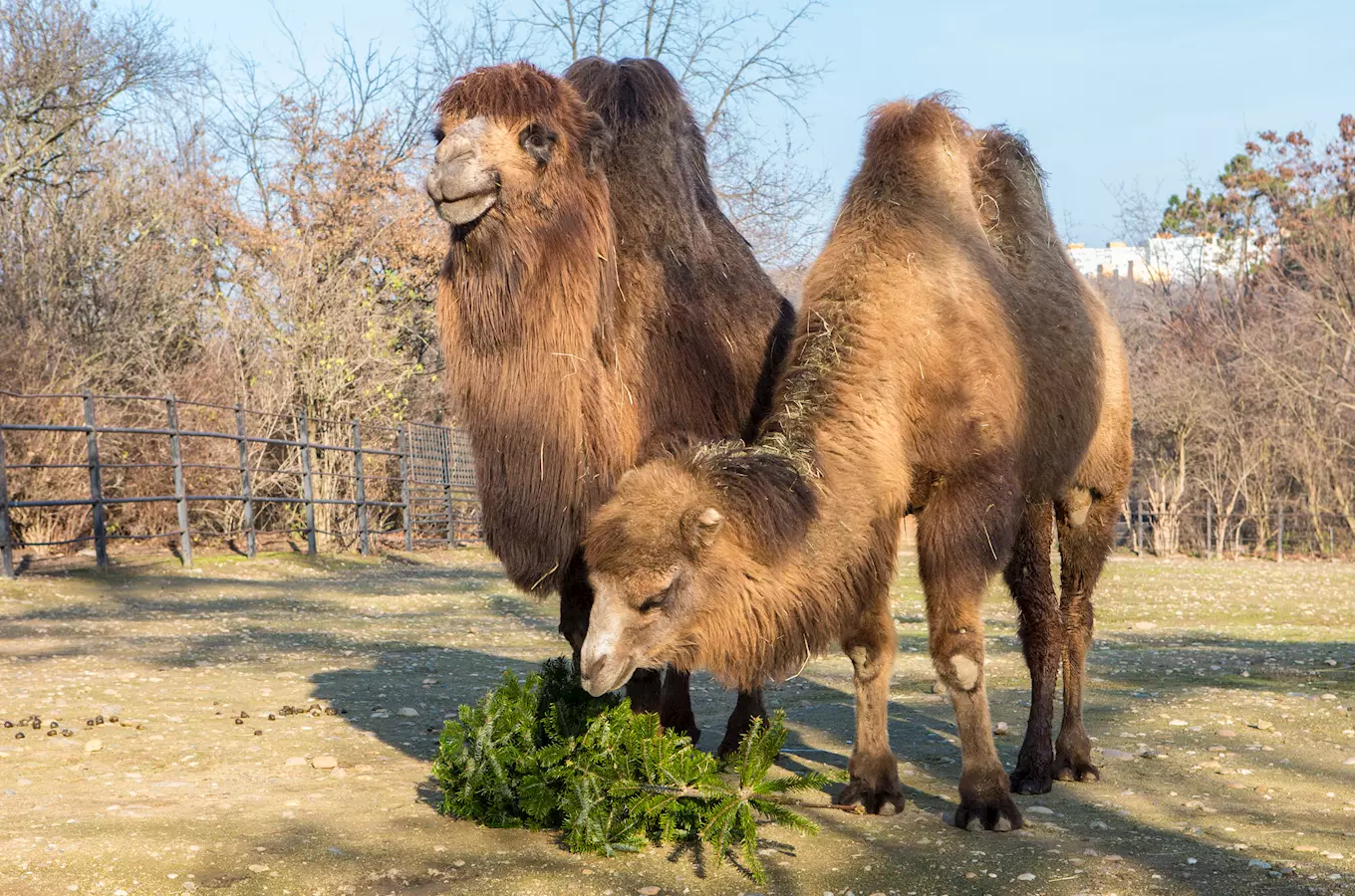 Dozvuky Vánoc v Zoo Praha – přijďte za zvířaty na Tři kále