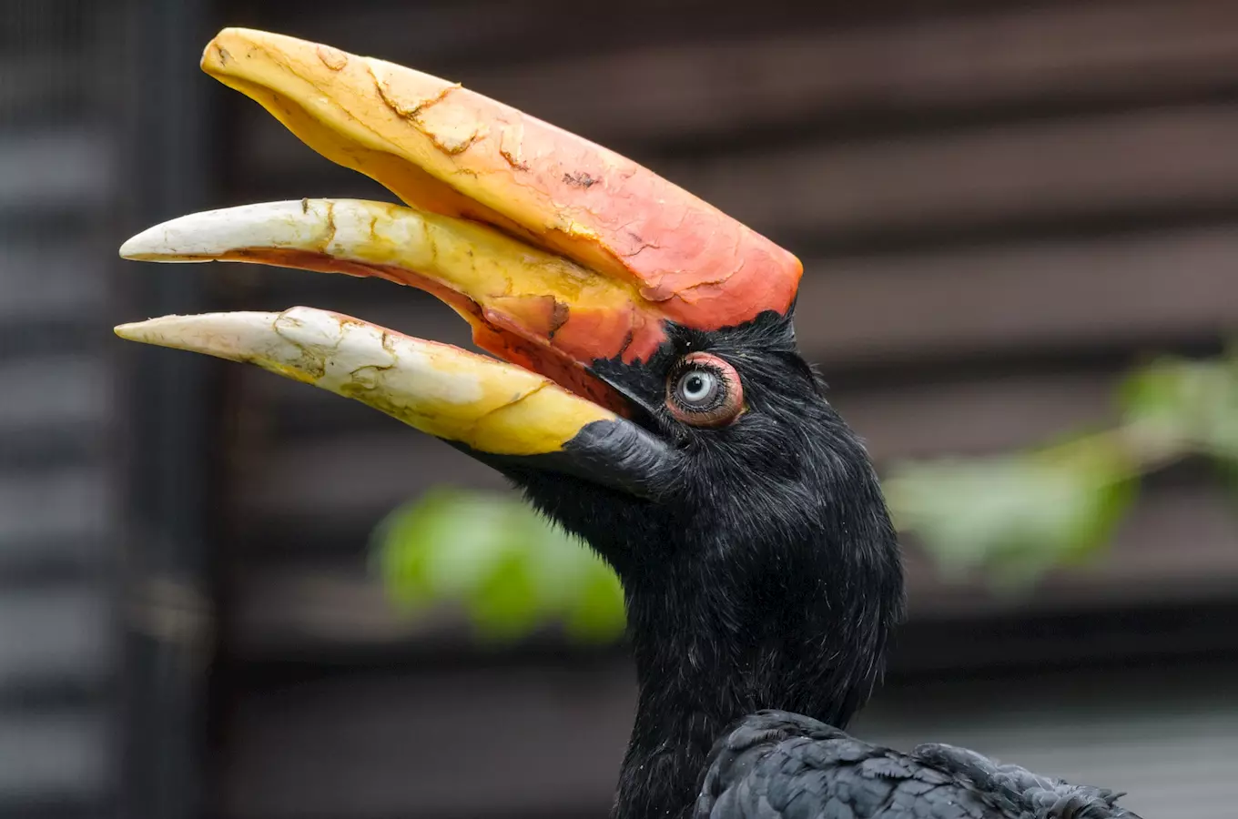 Zoo Praha se pyšní mláďaty vzácného dvojzoborožce a kakadua