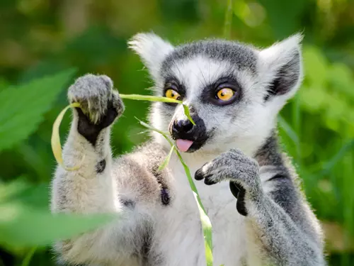 Komentované krmení lemurů