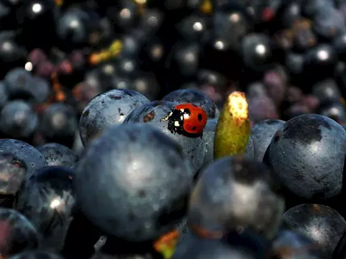 Vinařství Dalibor Osička Velké Bílovice – víno jinak