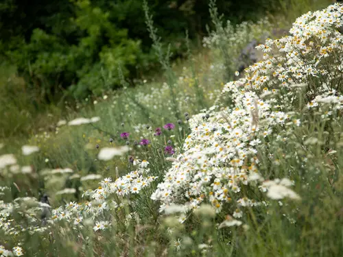 Maok v botanické zahradě v Troji