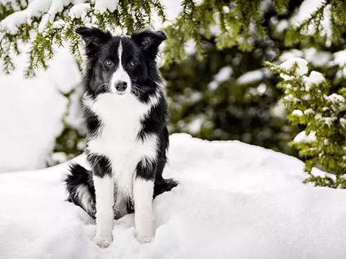 Fotíme psy – fotografování psů v exteriéru i interiéru