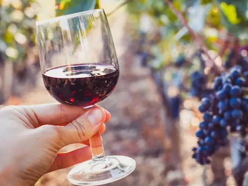50 tipů, kam jít letos na vinobraní a na dobrý burčák