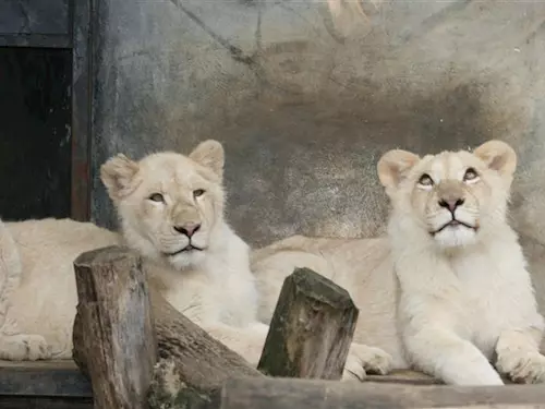 Velkým svátkem pro hodonínskou zoo se stane poslední březnové nedělní odpoledne