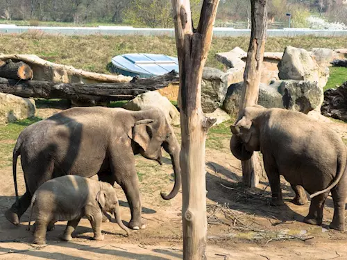 Plavby lodí do pražské zoo