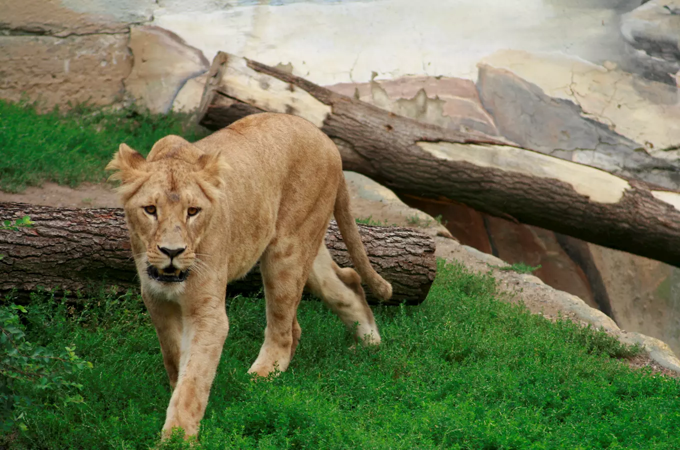 Lvi se vracejí do Zoo Brno - otevření expozice pro lvy konžské