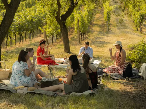 Letní pikniky ve vinici