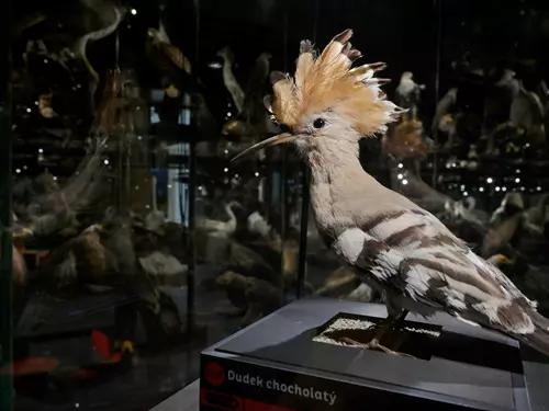 Ornitologická stanice Muzea Komenského v Přerově – v přípravě