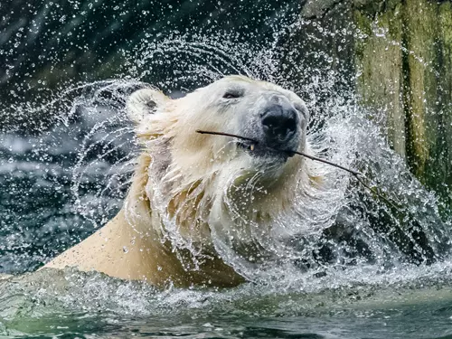Zoo Praha, Kudy z nudy, lední medvěd