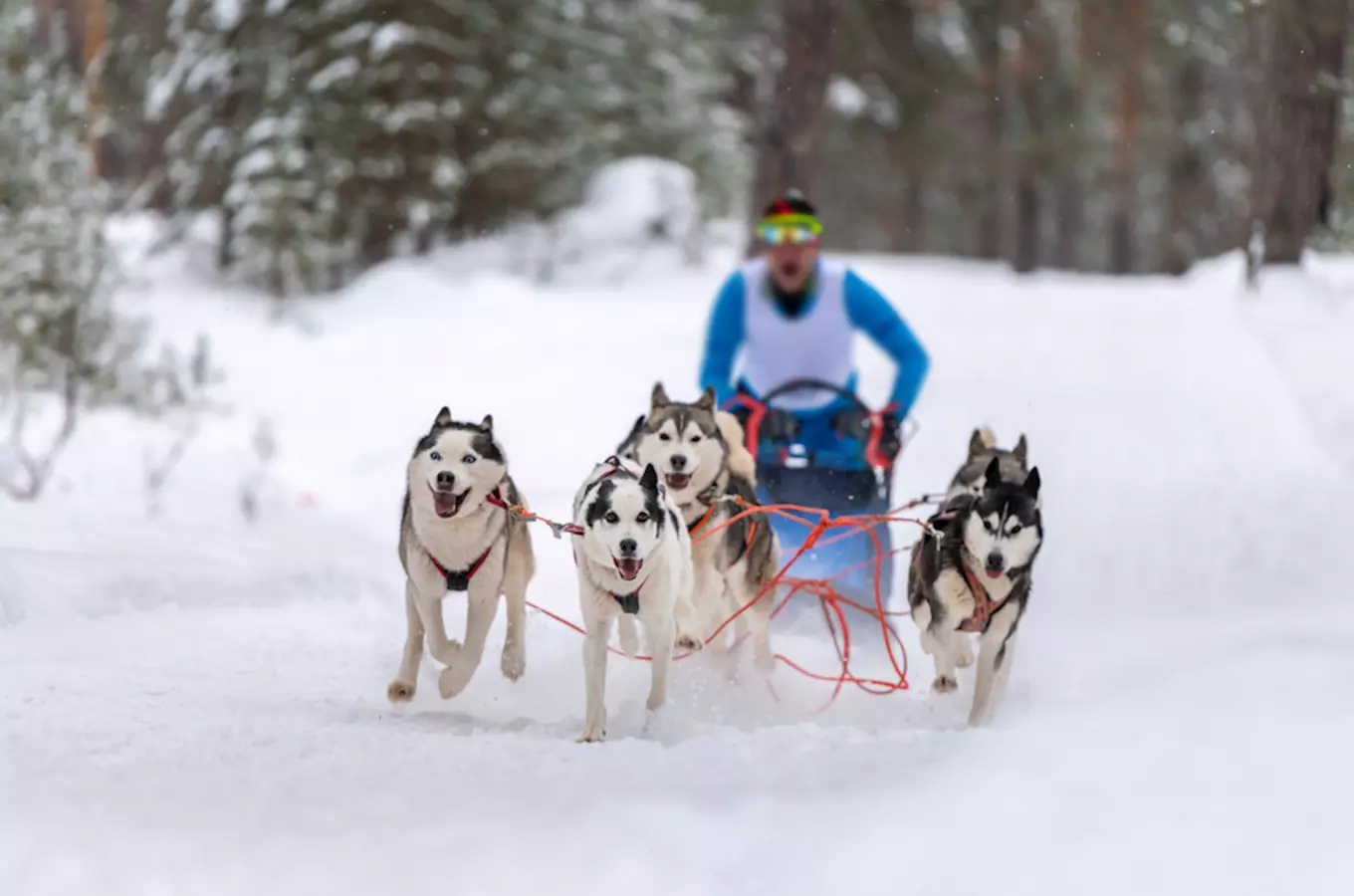 Deset zimních akcí a závodů pro chodce, lyžaře, sáňkaře i čtyřnohé kamarády