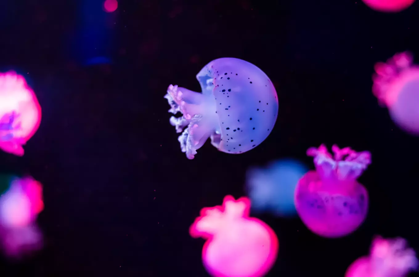 Expozice Medúzárium – medúzy v Zooparku Chomutov