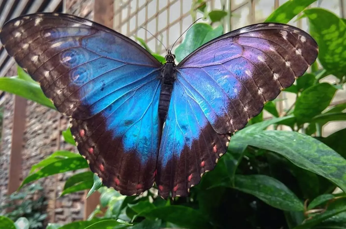 Papilonia v Brně – objevte kouzelný motýlí svět‎