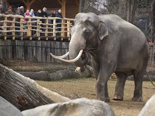 Údolí slonů a pavilon hrochů se otevřely veřejnosti