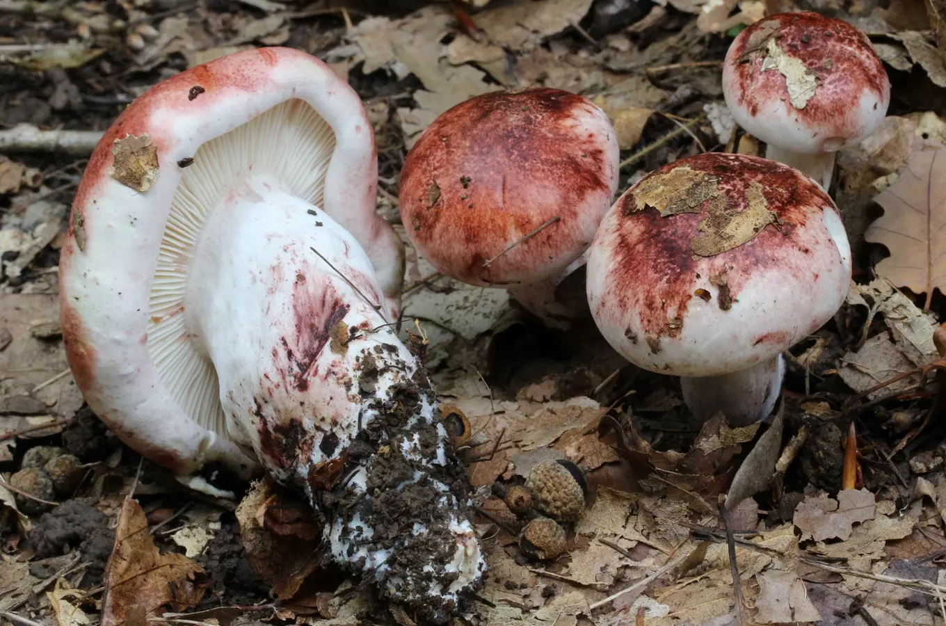 šťavnatka holubinková - Hygrophorus russula, foto: Vavřinec Klener