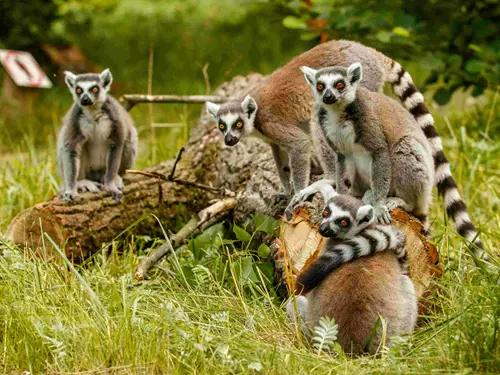 Zoo Ostrava zve do Ráje lemurů